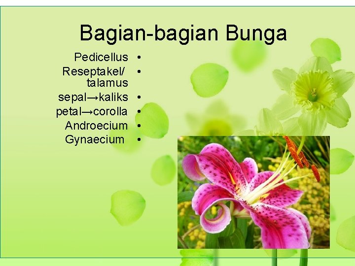 Bagian-bagian Bunga Pedicellus Reseptakel/ talamus sepal→kaliks petal→corolla Androecium Gynaecium • • • 