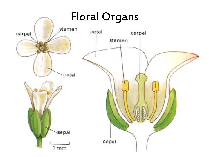 Floral Organs 