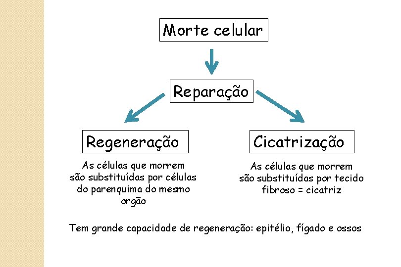 Morte celular Reparação Regeneração Cicatrização As células que morrem são substituídas por células do