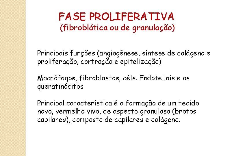 FASE PROLIFERATIVA (fibroblática ou de granulação) Principais funções (angiogênese, síntese de colágeno e proliferação,