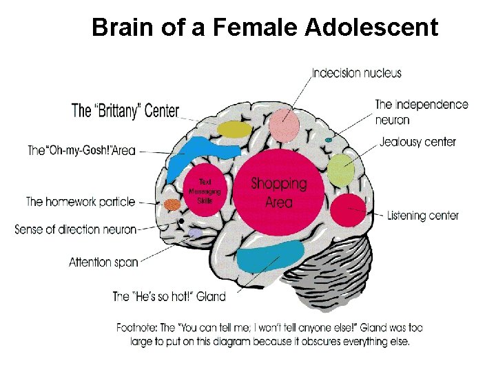 Brain of a Female Adolescent Never forget, you are working with a teenager. 