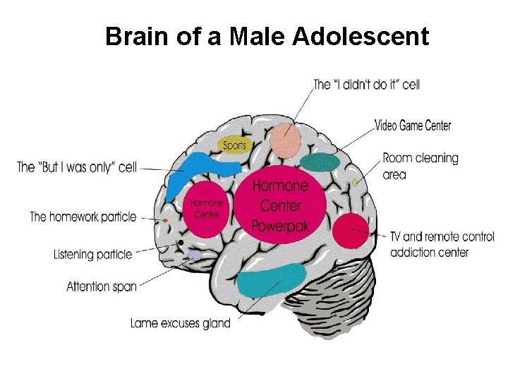 Brain of a Male Adolescent 