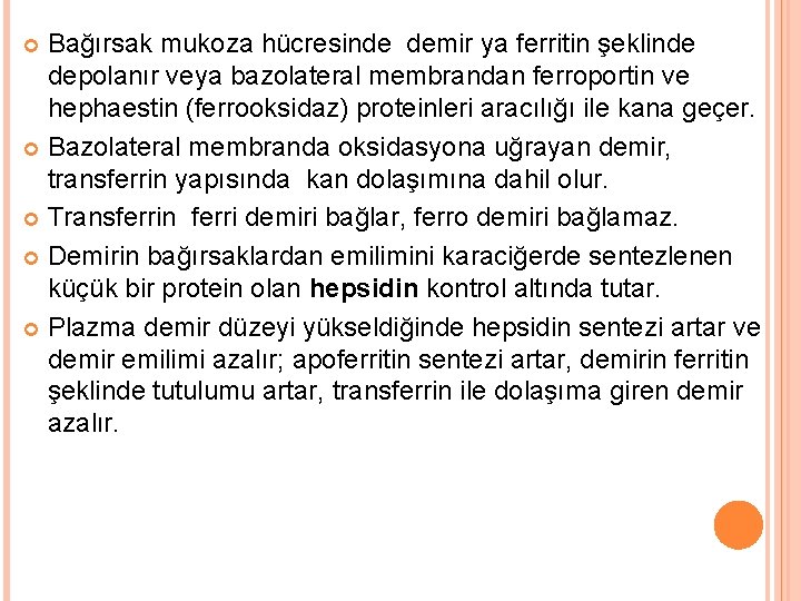 Bağırsak mukoza hücresinde demir ya ferritin şeklinde depolanır veya bazolateral membrandan ferroportin ve hephaestin