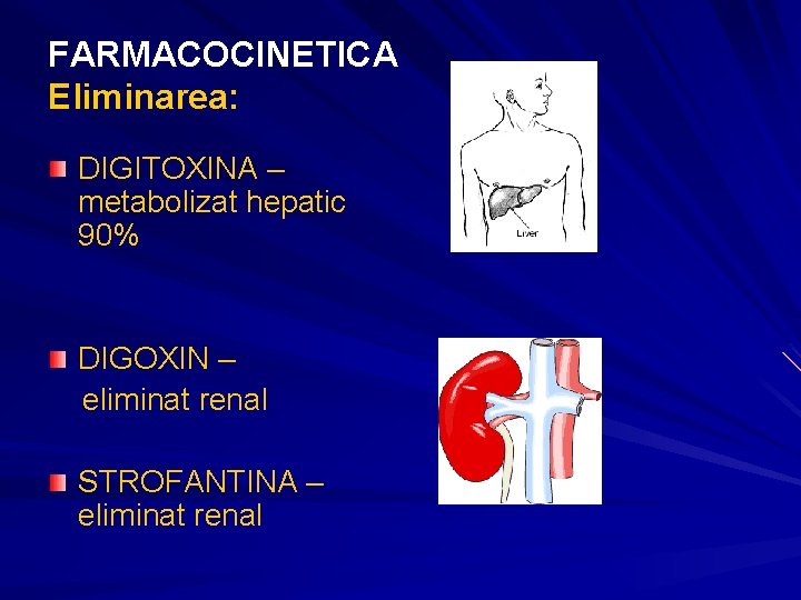 FARMACOCINETICA Eliminarea: DIGITOXINA – metabolizat hepatic 90% DIGOXIN – eliminat renal STROFANTINA – eliminat FARMACOCINETICA Eliminarea: DIGITOXINA – metabolizat hepatic 90% DIGOXIN – eliminat renal STROFANTINA – eliminat