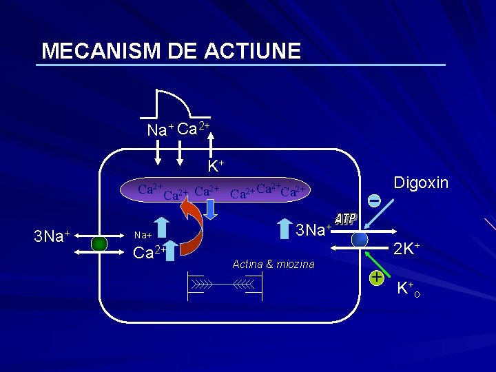 MECANISM DE ACTIUNE Na+ Ca 2+ K+ Digoxin Ca 2+ Ca 2+ 3 Na+ MECANISM DE ACTIUNE Na+ Ca 2+ K+ Digoxin Ca 2+ Ca 2+ 3 Na+