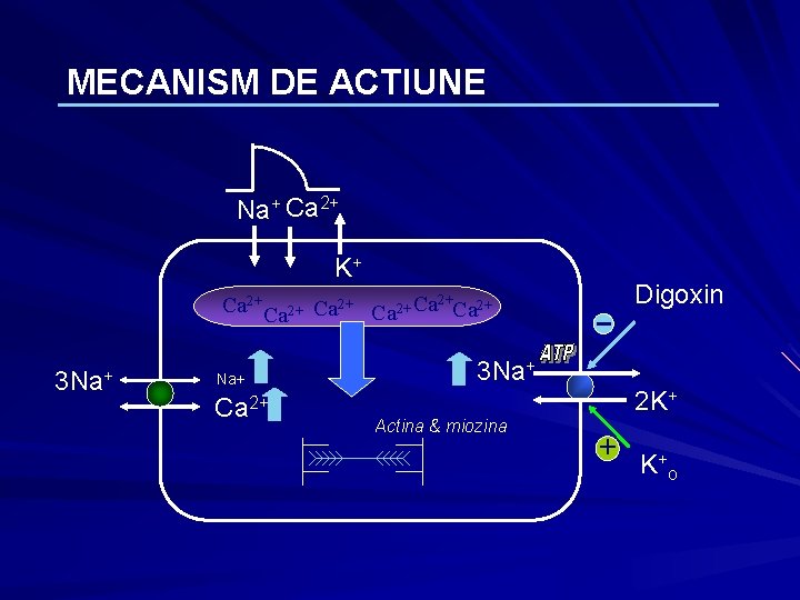 MECANISM DE ACTIUNE Na+ Ca 2+ K+ Digoxin Ca 2+ Ca 2+ 3 Na+ MECANISM DE ACTIUNE Na+ Ca 2+ K+ Digoxin Ca 2+ Ca 2+ 3 Na+