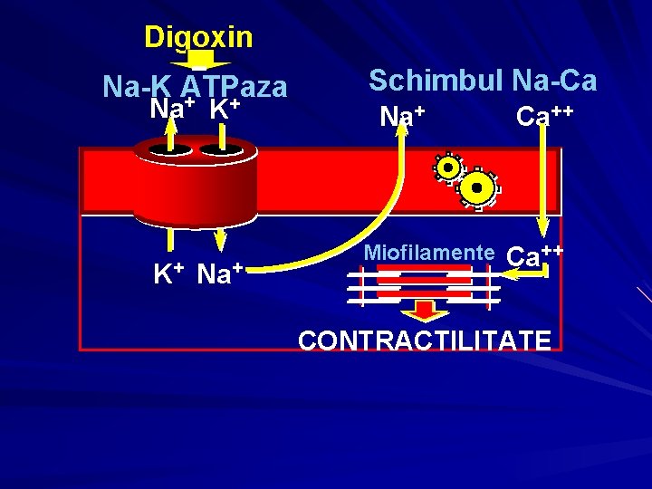 Digoxin Na-K ATPaza Na+ K+ K+ Na+ Schimbul Na-Ca Na+ Miofilamente Ca++ CONTRACTILITATE Digoxin Na-K ATPaza Na+ K+ K+ Na+ Schimbul Na-Ca Na+ Miofilamente Ca++ CONTRACTILITATE