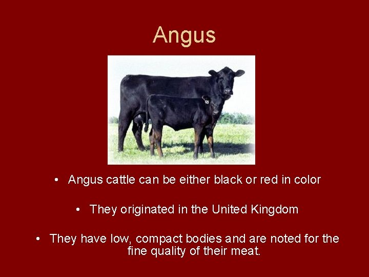 Angus • Angus cattle can be either black or red in color • They