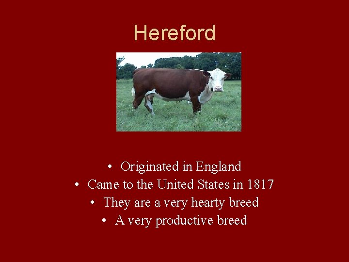 Hereford • Originated in England • Came to the United States in 1817 •