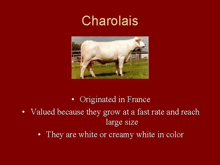 Charolais • Originated in France • Valued because they grow at a fast rate Charolais • Originated in France • Valued because they grow at a fast rate