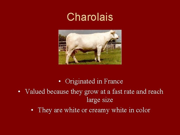 Charolais • Originated in France • Valued because they grow at a fast rate