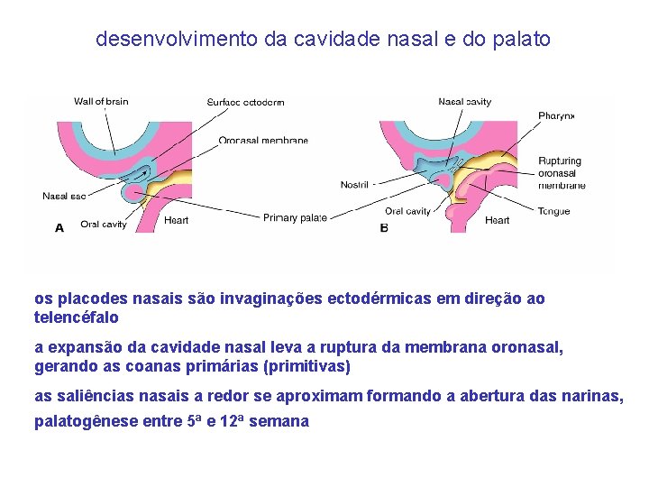 desenvolvimento da cavidade nasal e do palato os placodes nasais são invaginações ectodérmicas em