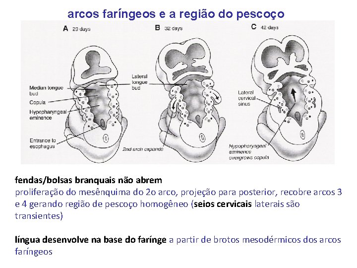 arcos faríngeos e a região do pescoço fendas/bolsas branquais não abrem proliferação do mesênquima