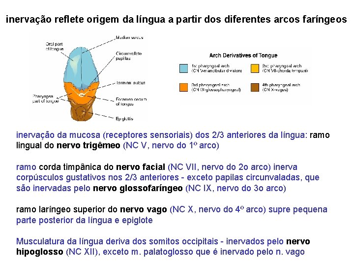 inervação reflete origem da língua a partir dos diferentes arcos faríngeos inervação da mucosa