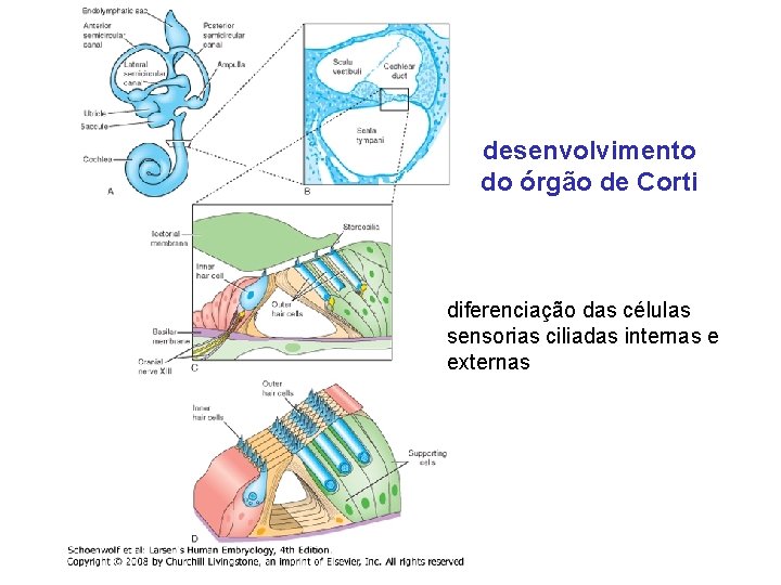 desenvolvimento do órgão de Corti diferenciação das células sensorias ciliadas internas e externas 