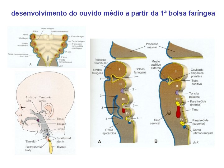 desenvolvimento do ouvido médio a partir da 1ª bolsa faríngea 