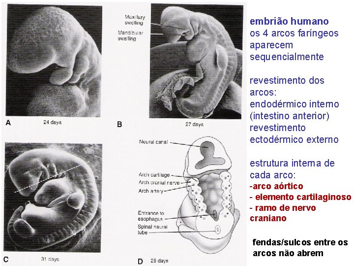 embrião humano os 4 arcos faríngeos aparecem sequencialmente revestimento dos arcos: endodérmico interno (intestino