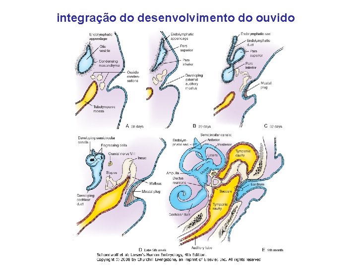 integração do desenvolvimento do ouvido 