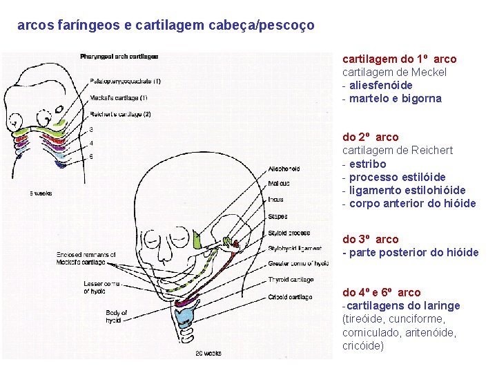 arcos faríngeos e cartilagem cabeça/pescoço cartilagem do 1º arco cartilagem de Meckel - aliesfenóide