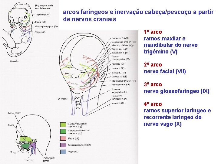 arcos faríngeos e inervação cabeça/pescoço a partir de nervos craniais 1º arco ramos maxilar