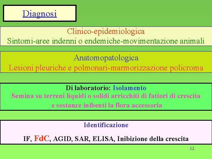 Diagnosi Clinico-epidemiologica Sintomi-aree indenni o endemiche-movimentazione animali Anatomopatologica Lesioni pleuriche e polmonari-marmorizzazione policroma Di