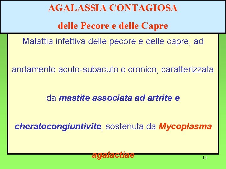 AGALASSIA CONTAGIOSA delle Pecore e delle Capre Malattia infettiva delle pecore e delle capre,