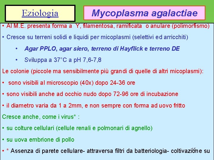 Eziologia Mycoplasma agalactiae • Al M. E. presenta forma a Y, filamentosa, ramificata o