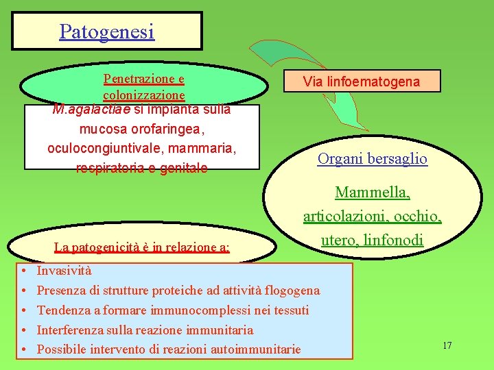 Patogenesi Penetrazione e colonizzazione M. agalactiae si impianta sulla mucosa orofaringea, oculocongiuntivale, mammaria, respiratoria