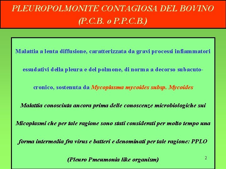 PLEUROPOLMONITE CONTAGIOSA DEL BOVINO (P. C. B. o P. P. C. B. ) Malattia