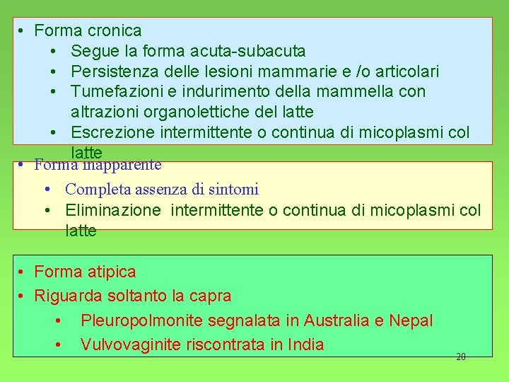  • Forma cronica • Segue la forma acuta-subacuta • Persistenza delle lesioni mammarie