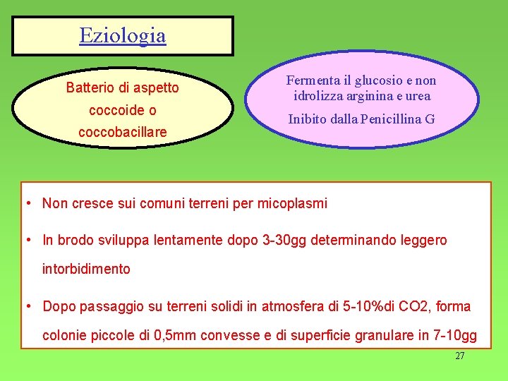 Eziologia Batterio di aspetto coccoide o coccobacillare Fermenta il glucosio e non idrolizza arginina