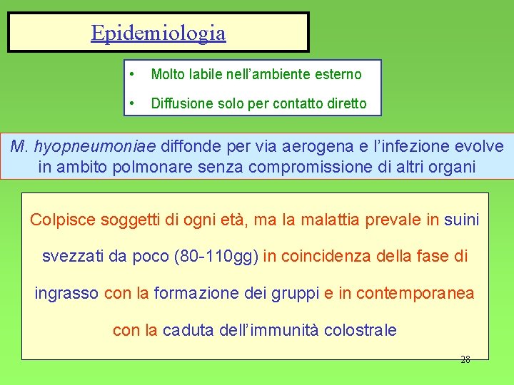 Epidemiologia • Molto labile nell’ambiente esterno • Diffusione solo per contatto diretto M. hyopneumoniae