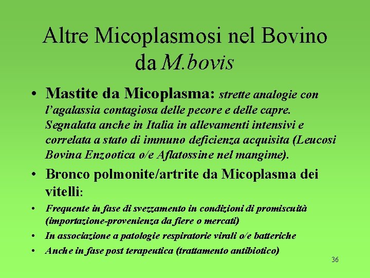 Altre Micoplasmosi nel Bovino da M. bovis • Mastite da Micoplasma: strette analogie con