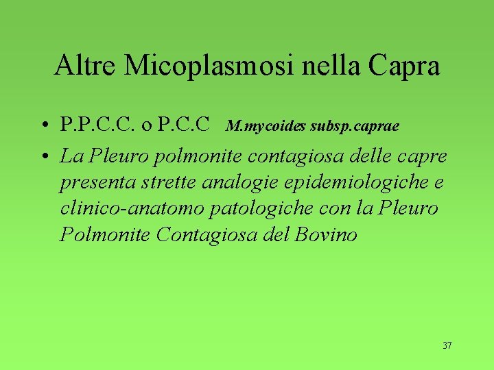 Altre Micoplasmosi nella Capra • P. P. C. C. o P. C. C M.