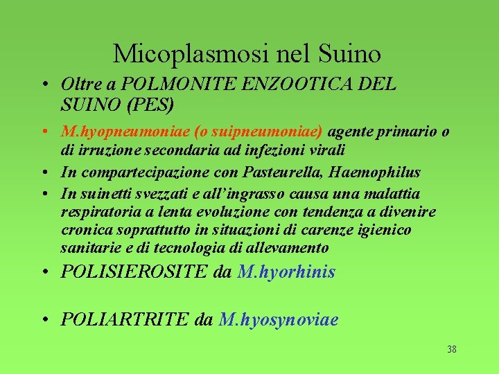 Micoplasmosi nel Suino • Oltre a POLMONITE ENZOOTICA DEL SUINO (PES) • M. hyopneumoniae