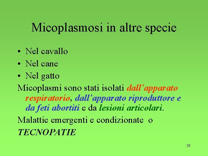 Micoplasmosi in altre specie • Nel cavallo • Nel cane • Nel gatto Micoplasmi