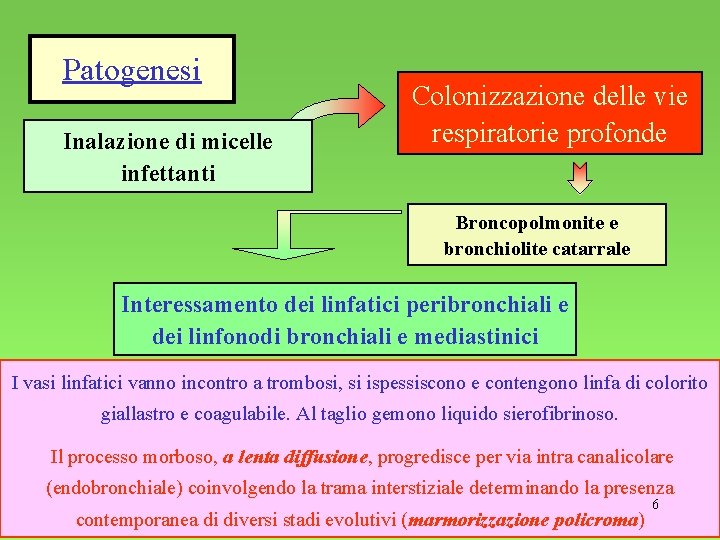 Patogenesi Inalazione di micelle infettanti Colonizzazione delle vie respiratorie profonde Broncopolmonite e bronchiolite catarrale