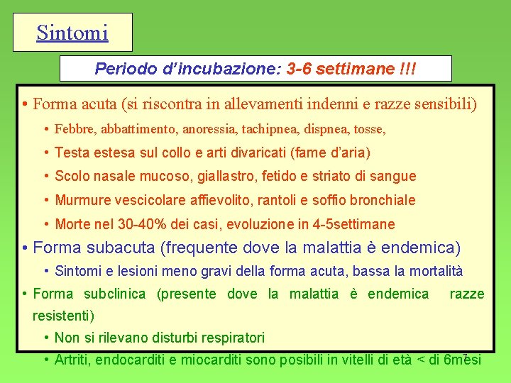 Sintomi Periodo d’incubazione: 3 -6 settimane !!! • Forma acuta (si riscontra in allevamenti