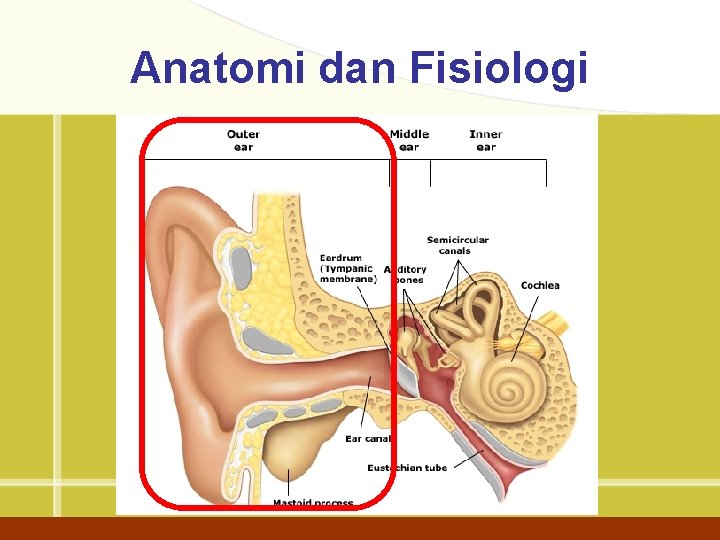 Anatomi dan Fisiologi 