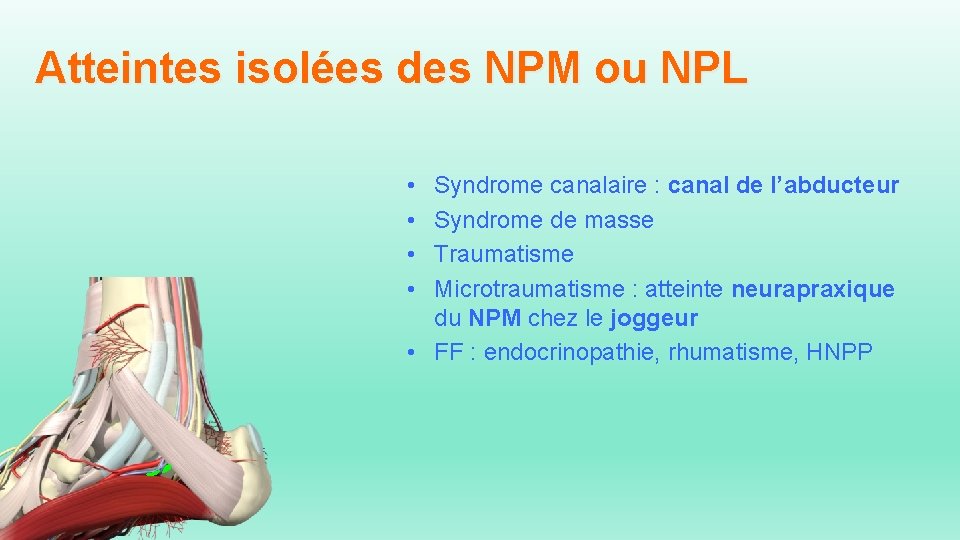 Atteintes isolées des NPM ou NPL • • Syndrome canalaire : canal de l’abducteur