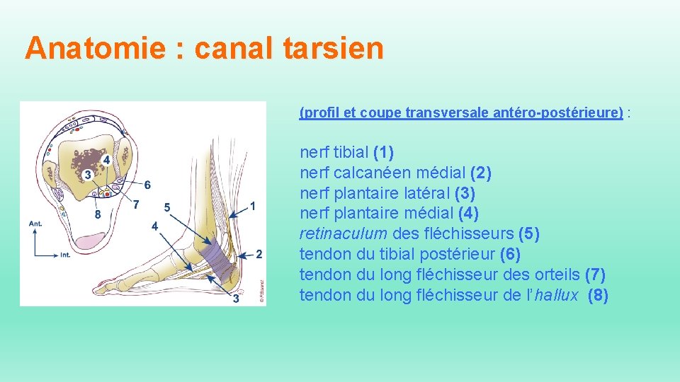 Anatomie : canal tarsien (profil et coupe transversale antéro-postérieure) : nerf tibial (1) nerf