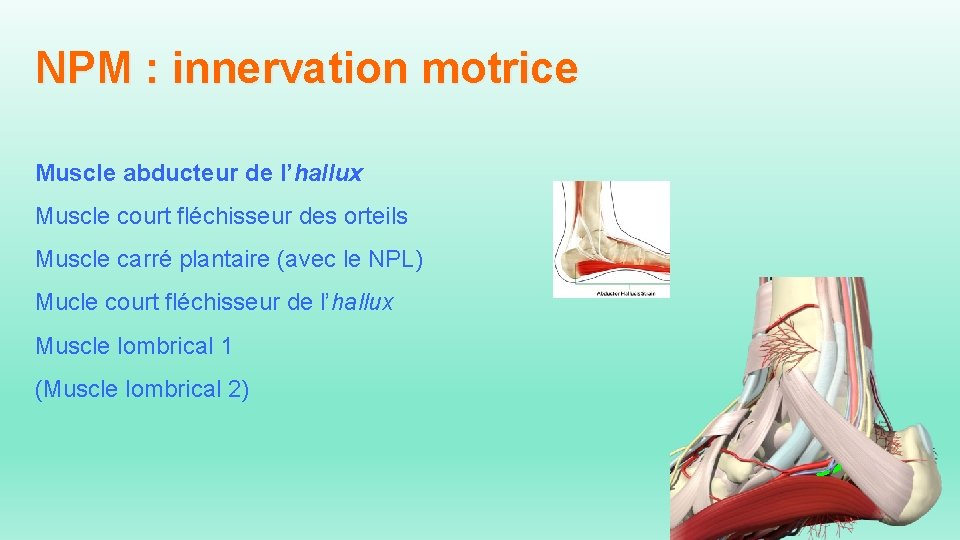 NPM : innervation motrice Muscle abducteur de l’hallux Muscle court fléchisseur des orteils Muscle