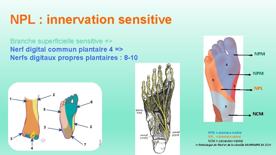 NPL : innervation sensitive Branche superficielle sensitive => Nerf digital commun plantaire 4 =>