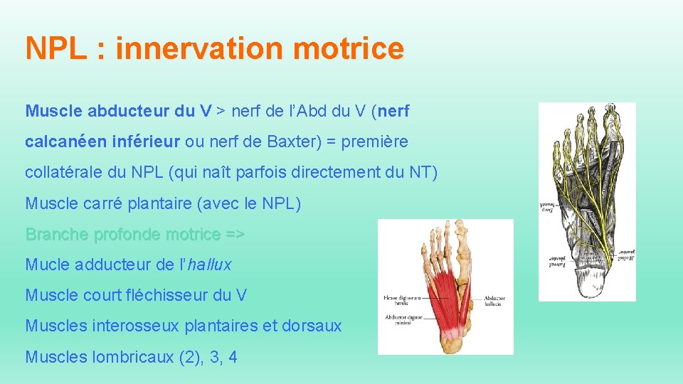 NPL : innervation motrice Muscle abducteur du V > nerf de l’Abd du V