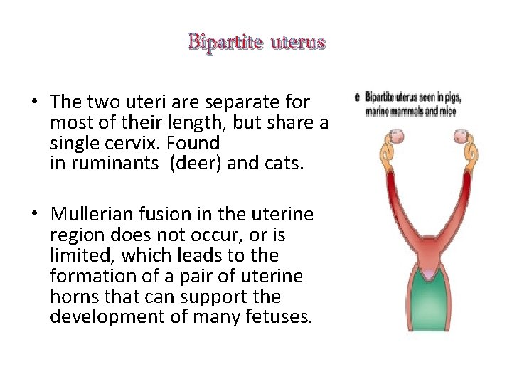 Bipartite uterus • The two uteri are separate for most of their length, but
