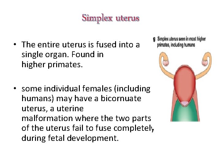 Simplex uterus • The entire uterus is fused into a single organ. Found in