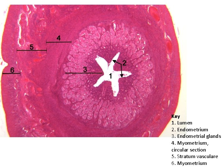 Key 1. Lumen 2. Endometrium 3. Endometrial glands 4. Myometrium, circular section 5. Stratum