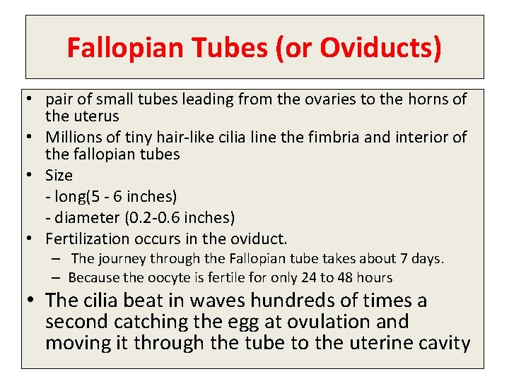 Fallopian Tubes (or Oviducts) • pair of small tubes leading from the ovaries to