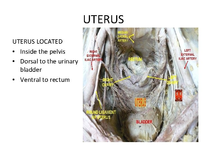 UTERUS LOCATED • Inside the pelvis • Dorsal to the urinary bladder • Ventral