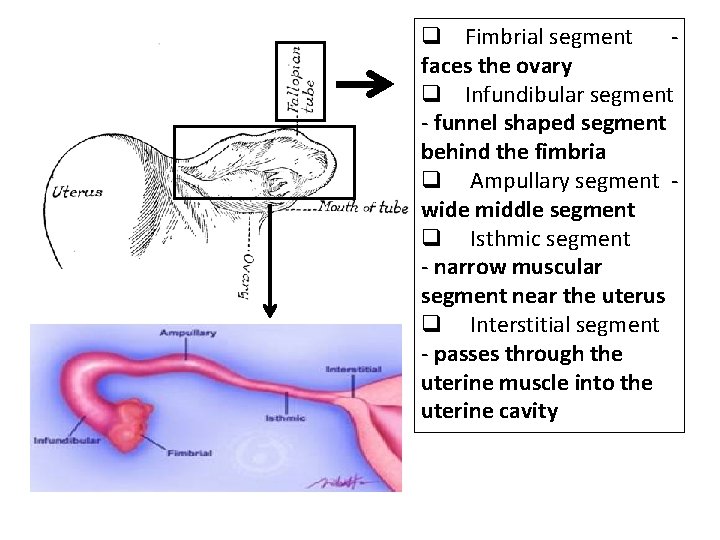 q Fimbrial segment faces the ovary q Infundibular segment - funnel shaped segment behind